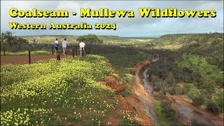 COALSEAM  MULLEWA WILDFLOWERS WA 2024 [upl. by Enelahs]