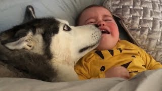 Husky Does Everything She Can To Stop My Baby Crying TRY NOT TO SMILE [upl. by Tito]