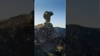 Jai rencontré un vautour sur les hauteurs des gorges du Tarn vautour vulture oiseauxsauvages [upl. by Tareyn]