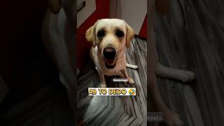 Dont scard of me 😎 dog edit india shorts explore funny labrador shortvideo [upl. by Weinshienk573]