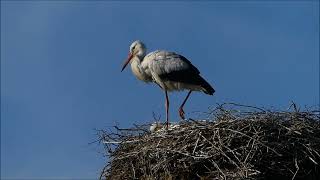 Storch quotPahliquot ist zurück in Pahlen💕Stork quotPahliquot is back in Pahlen💕Čáp quotPahliquot je zpět v Pahlenu [upl. by Dloreh]