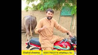 فرعون کی کہانی وقت کیسے بدلتا ہے  Shahid cheema motivation story duet shahidcheema reels funny [upl. by Nnaycnan301]