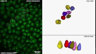 Dynamic 3D visualization of nuclei during early embryogenesis [upl. by Coltin]