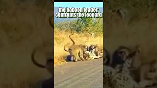 Baboon vs Leopard [upl. by Barbi]