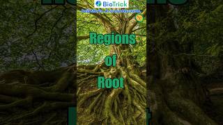 What are the different regions of Root… Morphology  Flowering Plants  Class 11 Biology neet [upl. by Theresa493]