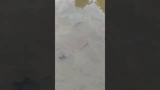 catfish 🐳 viralvideo fish trending reels [upl. by Annad]