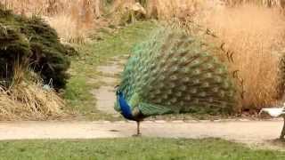 Un paon fait la roue au parc Floral à Vincennes 2014 [upl. by Anallise145]