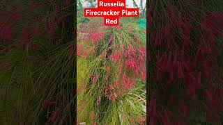 Russelia Firecracker Plant Redshortsvideoshortsshort feedgardeningyoutube [upl. by Ayokal750]