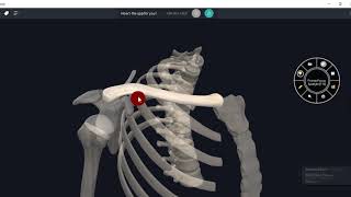 ANATOMY OF CLAVICLE 3D VIDEOUPPER LIMB3D ANATOMY [upl. by Arhsub39]