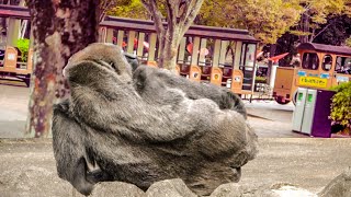 S2E050｜Rola sees a mini train pass byMonta are you having toothaches｜Gorilla｜CHIBA ZOO｜千葉市動物公園ゴリラ [upl. by Britni]