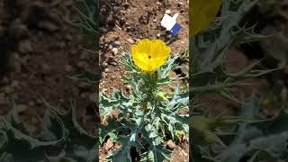 Cardosanto o chicalote Argemone mexicana plantas flores shortsvideo shorts [upl. by Deirdre]