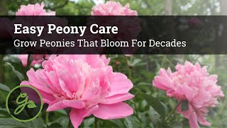 Easy Peony Care  Grow Peonies That Bloom For Decades [upl. by Lipkin]