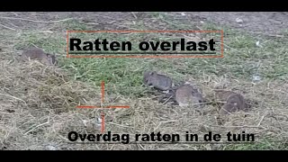 Ratten bestrijding overdag [upl. by Russon]