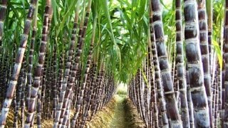 Beneficios y Características del Cultivo de Caña de Azucar  TvAgro por Juan Gonzalo Angel [upl. by Unhsiv593]