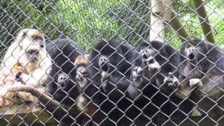 Howler Monkeys Howling Very Funny [upl. by Aneetsirk518]