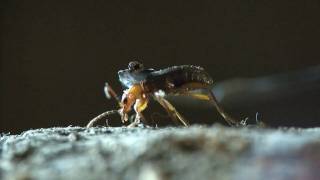 Bombardier beetle  filmed 2009 [upl. by Colburn517]