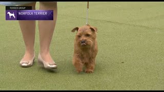 Norfolk Terriers Breed Judging 2023 [upl. by Gomez]