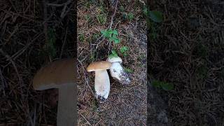 fungi porcinimushrooms boletusedulis wildmushrooms amazingnature food boletus foraging [upl. by Fleisher155]