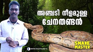 Wow Vava Suresh rescues 5 feet long Russell’s Viper  Snakemaster  Latest Episode [upl. by Elstan]