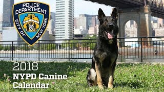 The 2018 NYPD K9 Calendar is Here [upl. by Brynna]