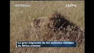 Apareamiento de leones en las praderas de la Reserva Nacional Masai Mara CCTV International [upl. by Crofton]