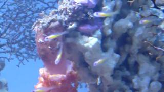 Bryaninops natans Reef Cool [upl. by Zannini440]