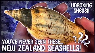 Lets Unbox Exotic Seashells From New Zealand  Unboxing Rare Shells [upl. by Hadwyn]