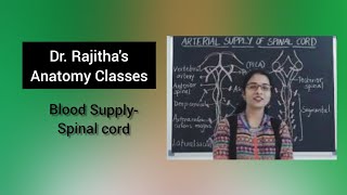 Blood supply and applied anatomy of spinal cord by Dr Rajitha Vanga [upl. by Britta]