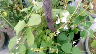 Great idea to control Aswini Pests Aphids on lablab beansAvarai அஸ்வினி பூச்சி கட்டுபடுத்துதல் [upl. by Yren62]