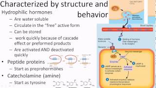 Pathophysiology Endocrine overview 1 of 3 [upl. by Tolland254]