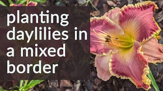 Planting daylilies in a mixed border in central Florida [upl. by Kahcztiy]