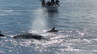 Romantic Whales Put On a Show for Dolphins and Paddleboarders in Front of Dana Point Harbor [upl. by Elocaj]