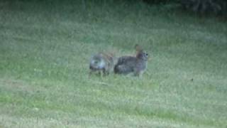 Wild rabbits fighting [upl. by Ortiz]