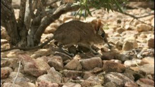 Longlost Somali elephant shrew found in Horn of Africa  AFP [upl. by Rainie576]