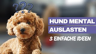 Hund geistig auslasten  Mentales Training für Moki  3 Indoor Übungen für deinen Hund [upl. by Lynda567]