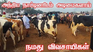 அந்நிய நாட்டு மாடு இனங்களிடம் அடிமையாகிய நமது விவசாயிகள் [upl. by Billat115]