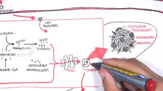 Physiology of Lipoproteins Cholesterol [upl. by Henley]