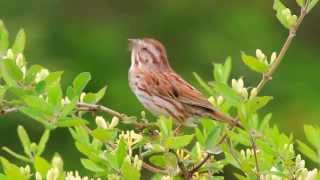 Song Sparrow Singing [upl. by Wenn373]