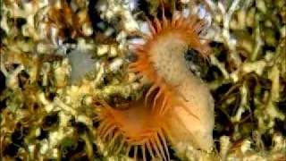 Life on the Edge 2004 Investigating Gulf of Mexico Coral Reefs [upl. by Htenaj688]