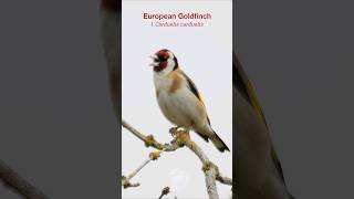 European Goldfinch singing on a hazy Summer morning shorts [upl. by Cock960]