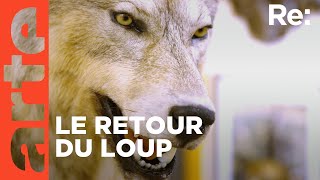 Le loup un animal qui dérange   ARTE Regards [upl. by Arivle]