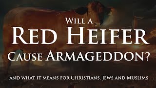 Will a Red Heifer Cause Armageddon [upl. by Earized]