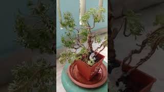 Green aralia plant bonsai 🌳🌳🌳🌳 [upl. by Lily]