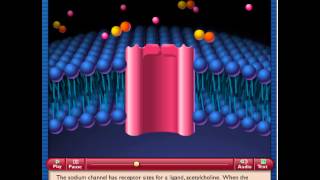 Receptors Linked to Channel Protein [upl. by August]