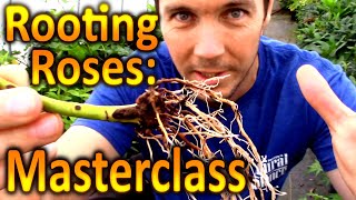 Multiply Your Plants for Free  Rooting Cuttings of Roses A Plant Propagation Masterclass [upl. by Marmion980]