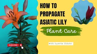 Propagation of Asiatic LilyHow to propagate Lilium from bulbEaster Lily plant careLily bloom [upl. by Sualohcin891]