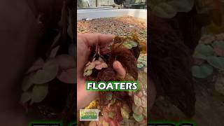 Red Root Floaters Experiment PART 3 [upl. by Aissak]