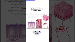 Fascinating World of Epithelial Tissues [upl. by Boone]