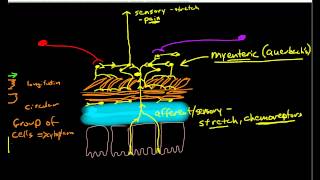 Physiology of Peristalsis [upl. by Ingram]