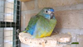 Turquoisine parkiet  Turquoisine parakeet [upl. by Hnacogn864]